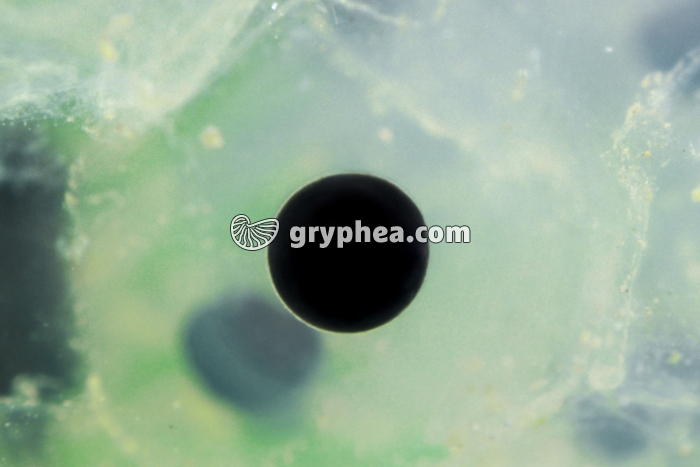 Grenouille rousse - Oeuf (détail) - gryphea.com